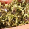 pobieranie wody przez pszczoły z mchu